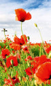 Dimex Red Poppies Fototapete 150x250cm 2-Bahnen | Yourdecoration.de