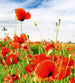 Dimex Red Poppies Fototapete 225x250cm 3-Bahnen | Yourdecoration.de