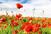 Dimex Red Poppies Fototapete 375x250cm 5-Bahnen | Yourdecoration.de