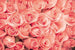 Dimex Roses Fototapete 375x250cm 5-Bahnen | Yourdecoration.de