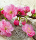 Dimex Sakura Fototapete 225x250cm 3-Bahnen | Yourdecoration.de