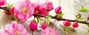 Dimex Sakura Fototapete 375x150cm 5-Bahnen | Yourdecoration.de