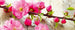 Dimex Sakura Fototapete 375x150cm 5-Bahnen | Yourdecoration.de