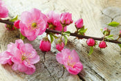 Dimex Sakura Fototapete 375x250cm 5-Bahnen | Yourdecoration.de