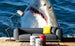 Dimex Shark Fototapete 375x250cm 5-Bahnen Sfeer | Yourdecoration.de