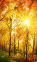 Dimex Sunny Forest Fototapete 150x250cm 2-Bahnen | Yourdecoration.de