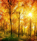 Dimex Sunny Forest Fototapete 225x250cm 3-Bahnen | Yourdecoration.de