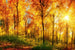 Dimex Sunny Forest Fototapete 375x250cm 5-Bahnen | Yourdecoration.de