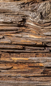 Dimex Tree Bark Fototapete 150x250cm 2-Bahnen | Yourdecoration.de