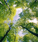 Dimex Trees Fototapete 225x250cm 3-Bahnen | Yourdecoration.de