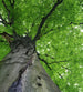 Dimex Treetop Fototapete 225x250cm 3-Bahnen | Yourdecoration.de