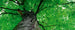 Dimex Treetop Fototapete 375x150cm 5-Bahnen | Yourdecoration.de