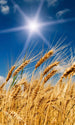 Dimex Wheat Field Fototapete 150x250cm 2-Bahnen | Yourdecoration.de