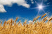 Dimex Wheat Field Fototapete 375x250cm 5-Bahnen | Yourdecoration.de