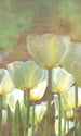 Dimex White Tulips Abstract Fototapete 150x250cm 2-bahnen | Yourdecoration.de