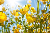 Dimex Yellow Flowers Fototapete 375x250cm 5-Bahnen | Yourdecoration.de