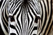 Dimex Zebra Fototapete 375x250cm 5-Bahnen | Yourdecoration.de