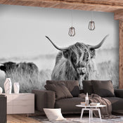 Fototapete - Highland Cattle - Vliestapete