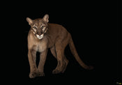 Komar Florida Panther Vlies Fototapete 400X280Cm 6 Teile | Yourdecoration.de