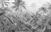 Komar Amazonia Black and White Vlies Fototapete 400x250cm 4-bahnen | Yourdecoration.de