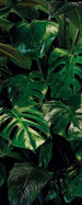 Komar Tropical Wall Vlies Fototapete 100x250cm 1-bahn | Yourdecoration.de