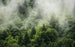 Komar Forest Land Vlies Fototapete 400x250cm 4-Bahnen | Yourdecoration.de