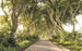 Komar Golden Hedges Vlies Fototapete 400x250cm 4-bahnen | Yourdecoration.de