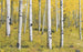 Komar Orange Forest Vlies Fototapete 400x250cm 4-bahnen | Yourdecoration.de