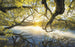 Komar Golden Embrace Vlies Fototapete 400x250cm 4-bahnen | Yourdecoration.de