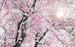 Komar Bloom Vlies Fototapete 400x250cm 4-bahnen | Yourdecoration.de