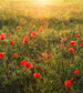 Komar Poppy World Vlies Fototapete 250x280cm 5-bahnen | Yourdecoration.de