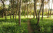 Komar Blutenzauberwald Vlies Fototapete 450x280cm 9-bahnen | Yourdecoration.de