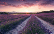 Komar Lavender Dream Vlies Fototapete 450x280cm 9-bahnen | Yourdecoration.de