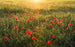 Komar Poppy World Vlies Fototapete 450x280cm 9-bahnen | Yourdecoration.de