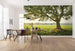 Komar The Magic Tree Vlies Fototapete 450x280cm 9-bahnen Sfeer | Yourdecoration.de