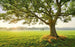 Komar The Magic Tree Vlies Fototapete 450x280cm 9-bahnen | Yourdecoration.de