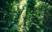 Komar Green Leaves Vlies Fototapete 450x280cm 9-bahnen | Yourdecoration.de