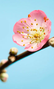 Komar Peach Blossom Fototapete 150x250cm 3-bahnen | Yourdecoration.de