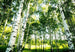 Wizard+Genius Sunshine Forest Fototapete 366x254cm 8-bahnen | Yourdecoration.de