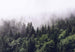 Wizard+Genius Foggy Forest Fototapete 366x254cm 8-bahnen | Yourdecoration.de